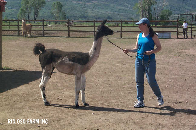 [Cabo After Shearing]